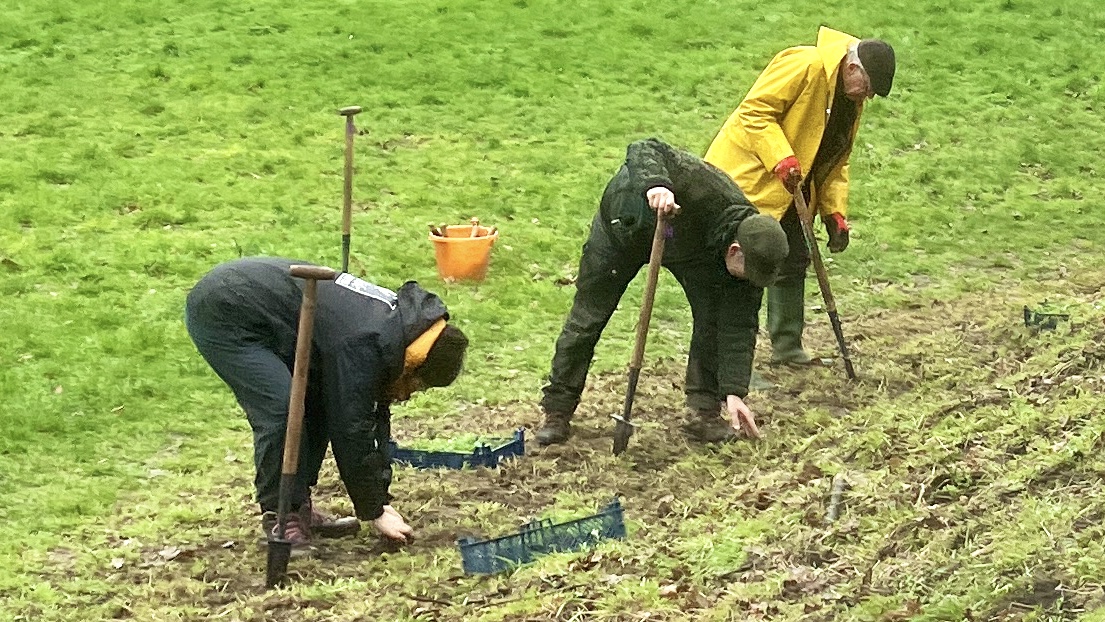 2000 Wildflower plugs planted